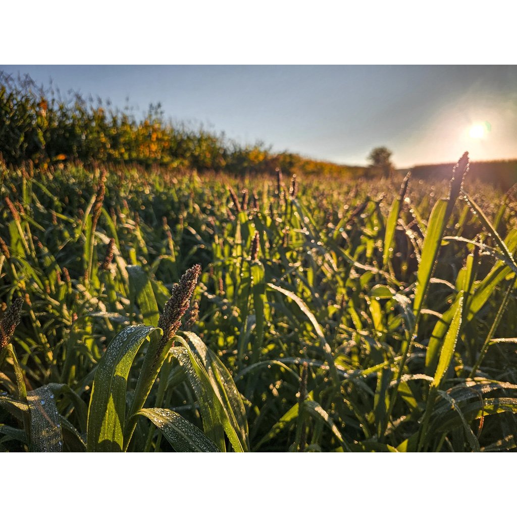 Domain Landing Strip Seed 1-4 Acre - Image 3