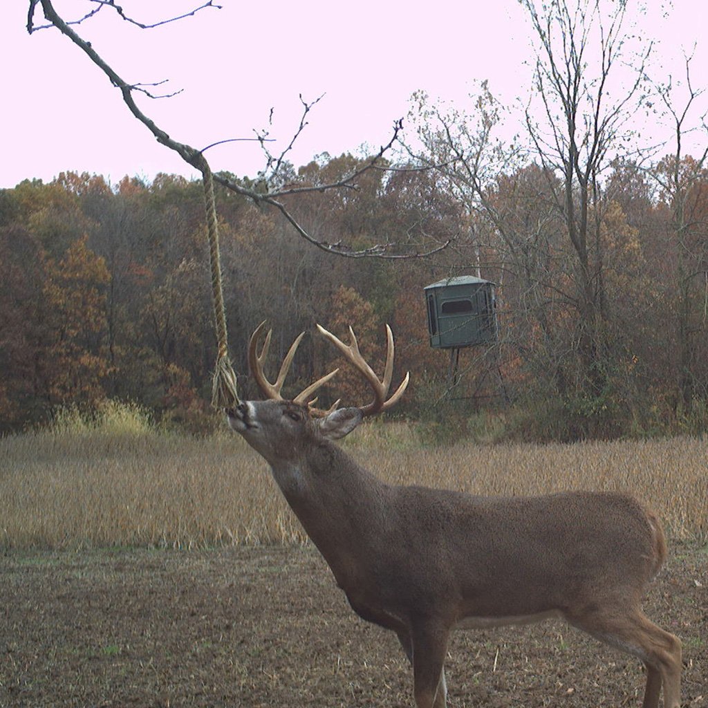 Wildlife Research Golden Rope Scent 4oz - Image 2