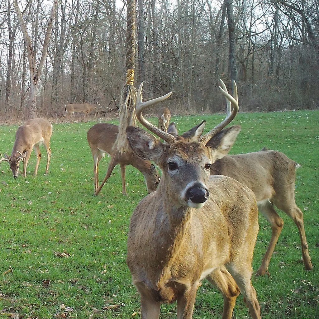 Wildlife Research Golden Rope Single Rope Kit - Image 2
